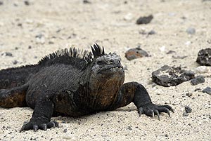 iguana marina